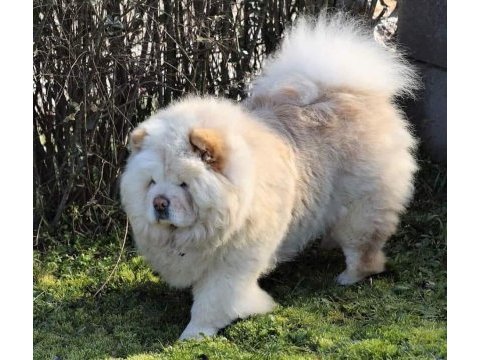 Çin aslanı yavrularımız (chow chow)