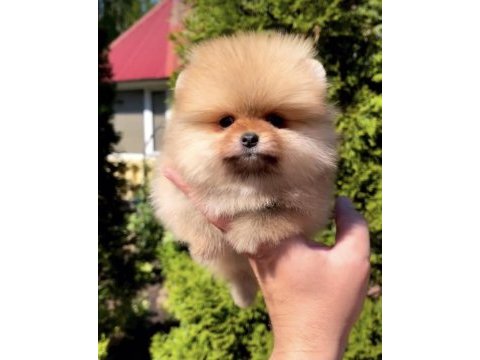 Daha iyisi yok ayı surat pomeranian boo