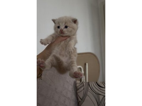 British shorthair kedisi