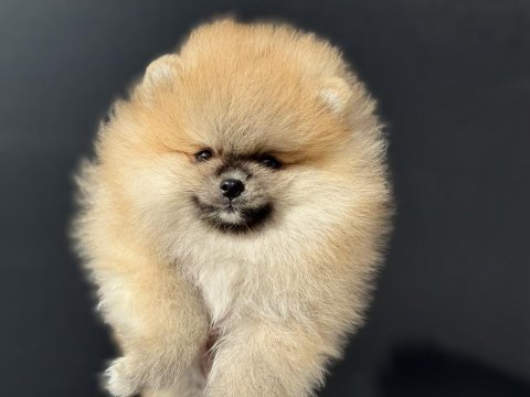 Yasal ruhsatlı çifrlikde ziyarete açık teddy pomeranian