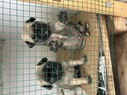 Pug mops gül kuyruk orjinal