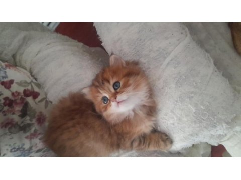 Sahibinden british longhair kedisi