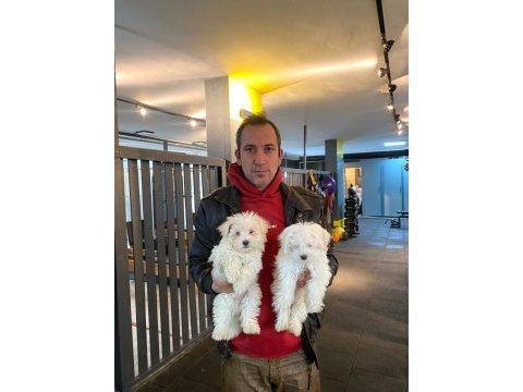 Emsalsiz safkan morkie bebeklerimiz