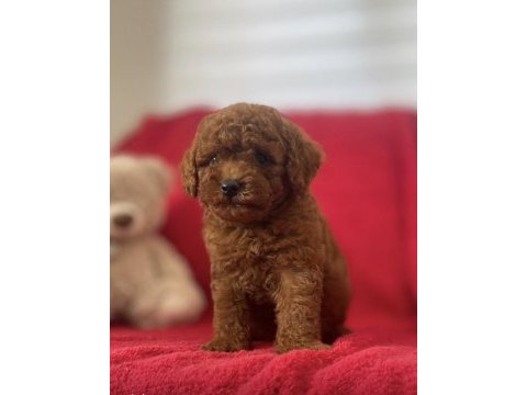 Red brown toy poodle yavrular