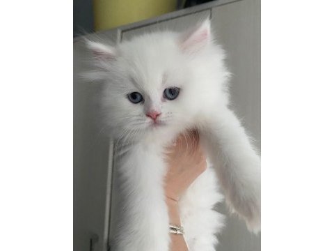 British longhair yavrusu
