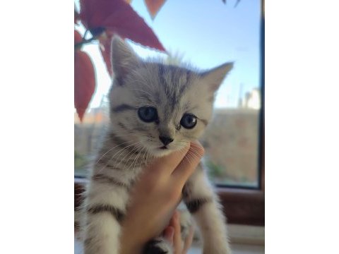 3 aylık british shorthair yavrularımız