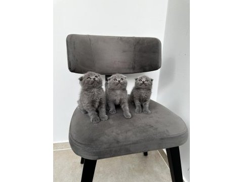 3 adet gri scottish fold yavrular