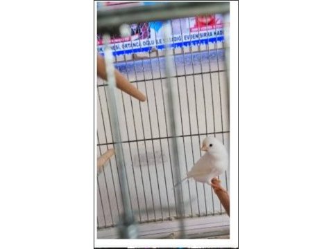 2 yaşında güzel nazik ötümlü erkek kanarya