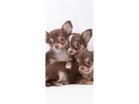 Chihuahua bebekler
