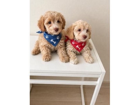 Maltipoo yavrular