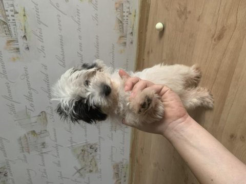 Saf kan morkie maltess 2,5 aylık erkek