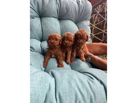 Kuşadasının en iyisi teacup toy poodle yavrular