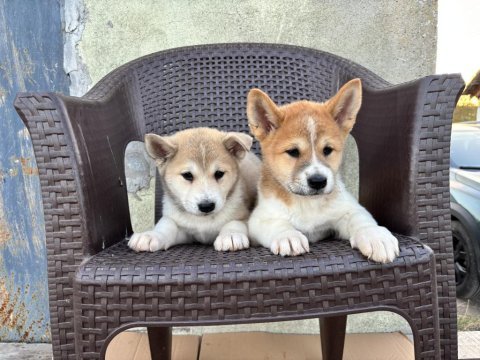 Akita inu köpeği