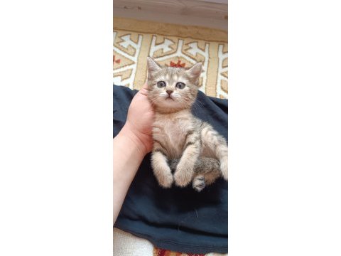 British shorthair silver tabby