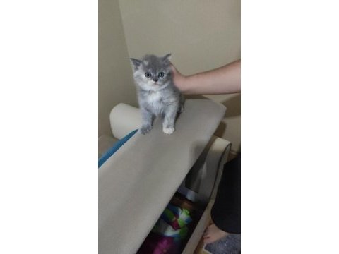 British shorthair kediler