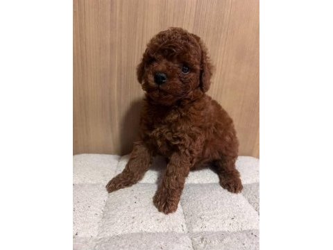 Gerçek kore poodle yavrular