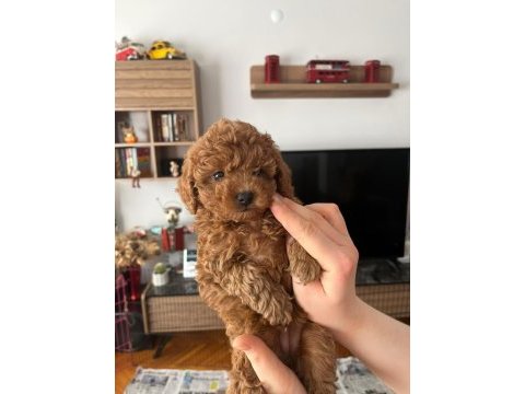 Minyatür kore toy poodle köpekler