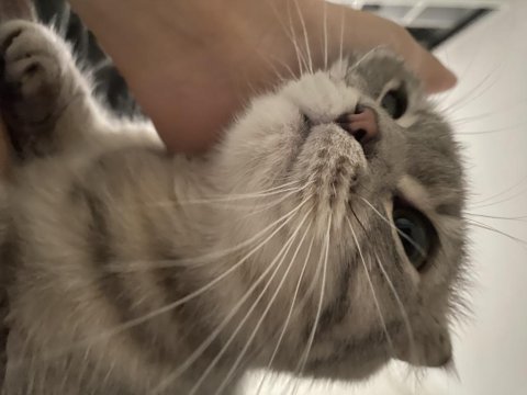 Scottish fold