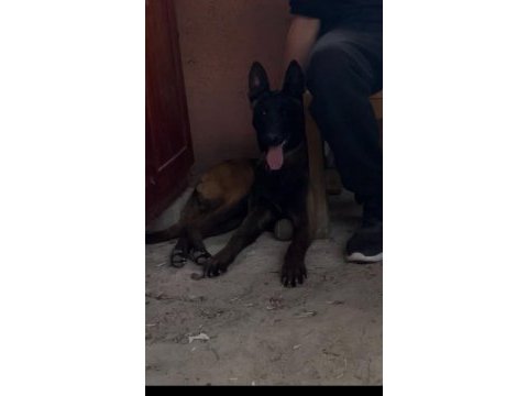 Dişi belçika kurdu koruma eğitimli itaat eğitim