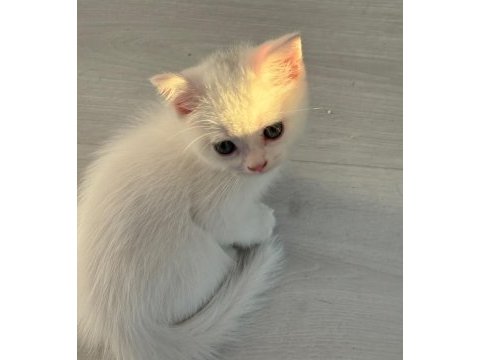 4 kardeşten geriye kalan yakışıklı kedimiz