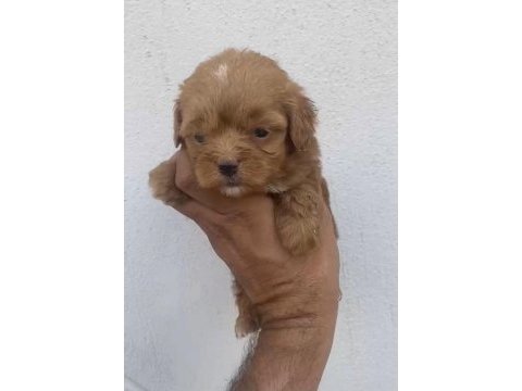 Maltipoo kalite yavrular ırk sağlık garantili