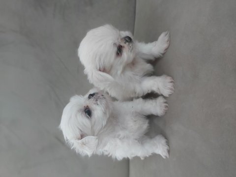 Teacup kore maltese bebekler