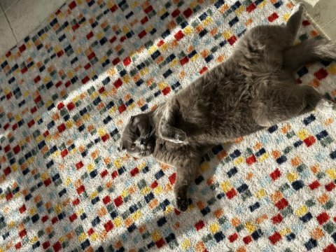 Ücretsiz sahiplendirilecek scottish fold