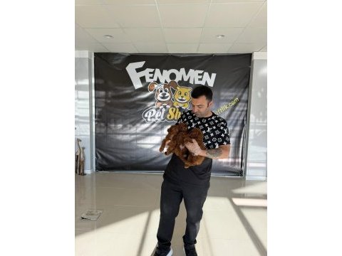 Shoooowwww kalite toy poodle yavrular ankara mağazamızda
