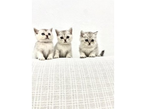 3 adet british shorthair