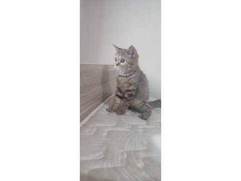 British shorthair minnoşlar