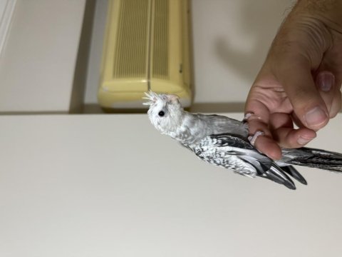 Yavru wifi jumbo sultan papağanı al götür