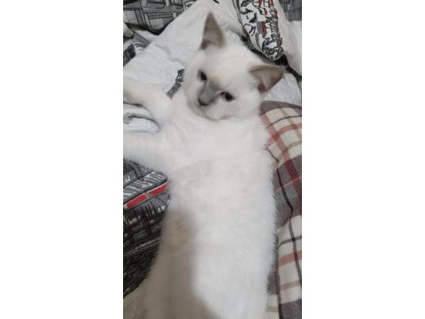 British shorthair kedisi