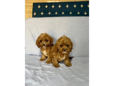 Cavapoo köpekler