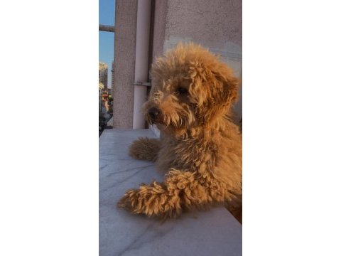 Güzel poodle oğluma yuva arıyorum