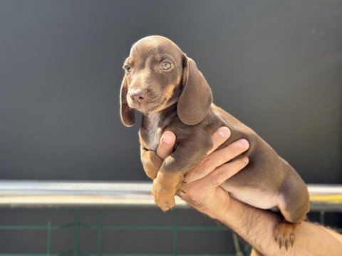 Petmode köpek çiftliğinden dacshund yavrumuz