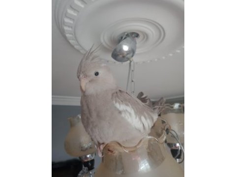 Wf grey erkek yavru sultan papağanı bilezikli