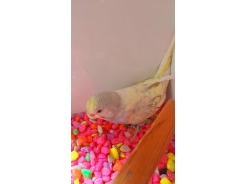 Ev üretimi erkek yavru muhabbet kuşu
