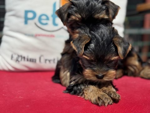 Petmode köpek çiftliğinden tea cup yorkshire terrier