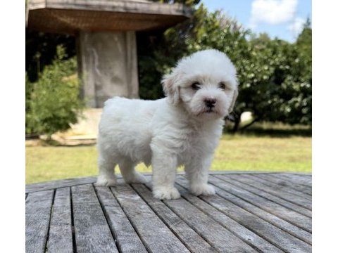 Tr nin en iyi maltipoo yavruları