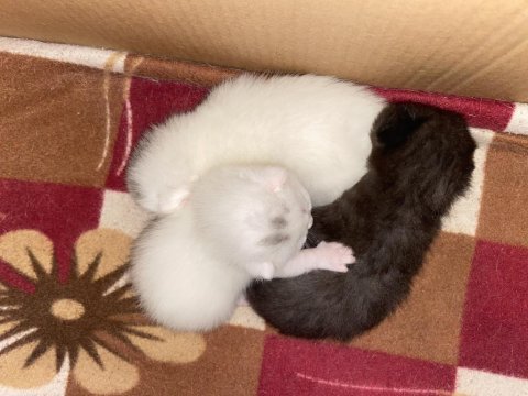 3 yeni doğmuş bebek scottish fold