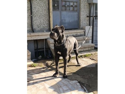 Safkan şecereli a+ cane corso