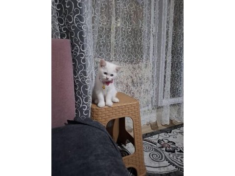 Cins kedi biritichsahibinden çok oyuncuysam bir maskot