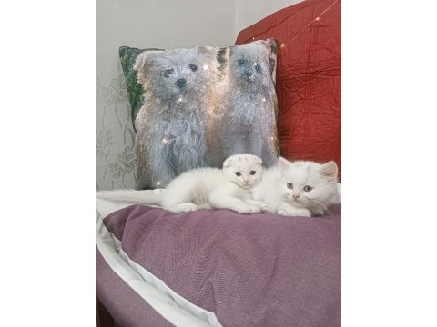 Kar topu british shorthair bebek