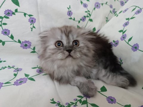 British longhair çok oyuncu kedim