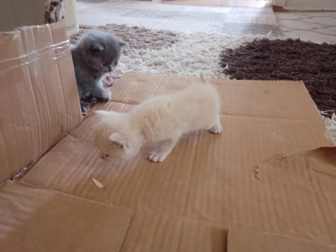 British shorthair yavrularımız rezerveye uygundur