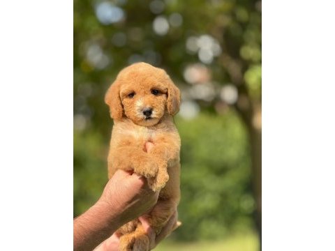 Orjinal labradoodle yavrularımız