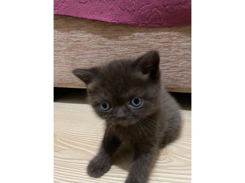 British shorthair kahverengi