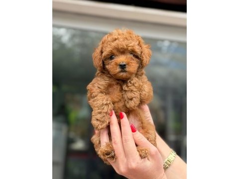Kıvır kıvır poodle yavruları kaçmaz kalite