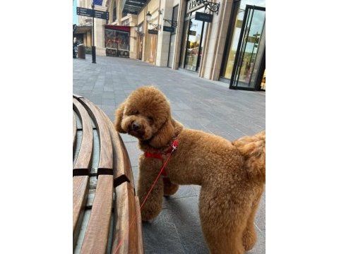 A kalite poodle ayarında kahverengi maltipoo