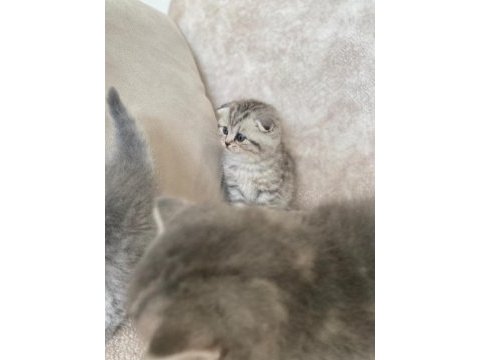 Mükemmel tatlı yavru kedilerimiz